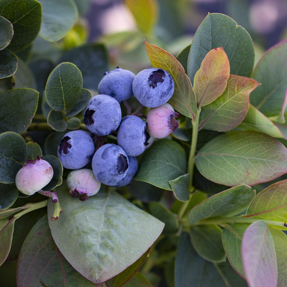Vaccinium corymbosum 'ZF06-089' ~ Bushel and Berry® Silver Dollar® Blueberry-ServeScape