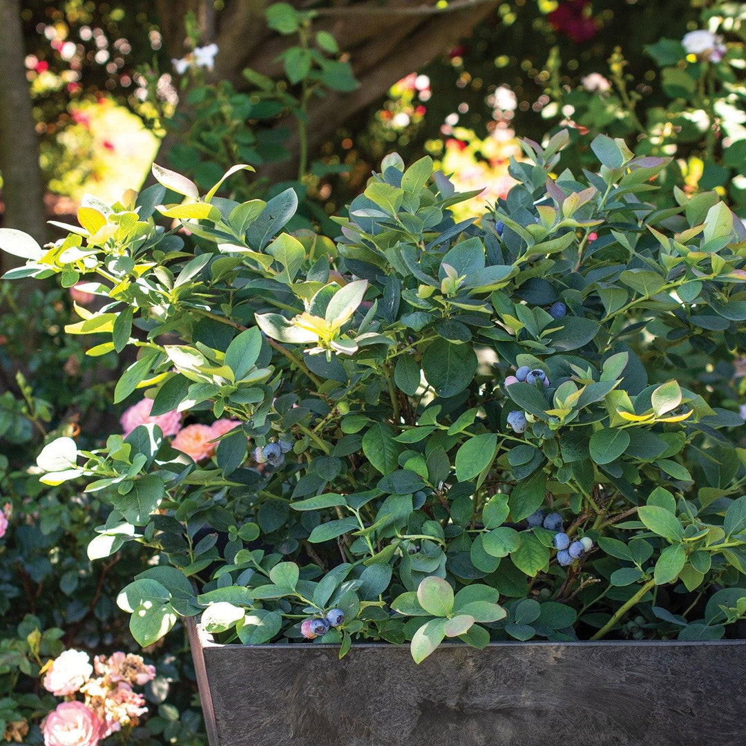 Vaccinium corymbosum 'ZF06-089' ~ Bushel and Berry® Silver Dollar® Blueberry-ServeScape