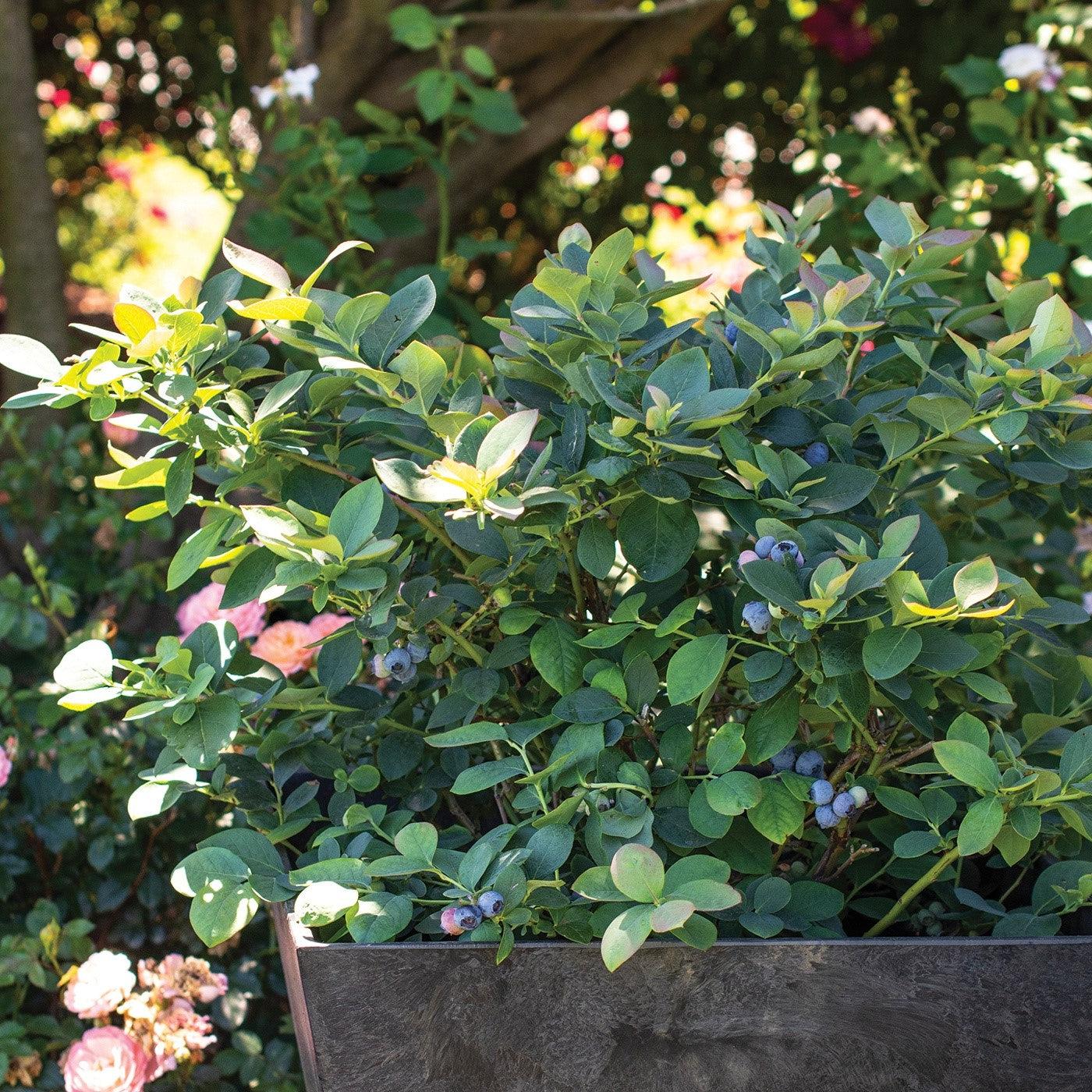 Vaccinium corymbosum 'ZF06-089' ~ Bushel and Berry® Silver Dollar® Blueberry-ServeScape