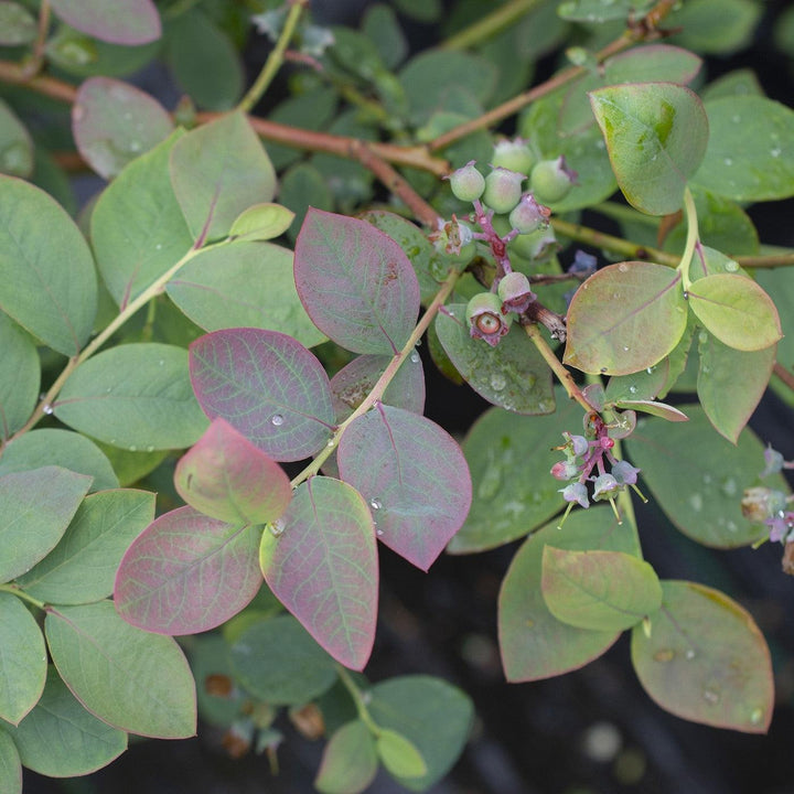 Vaccinium corymbosum 'ZF06-089' ~ Bushel and Berry® Silver Dollar® Blueberry-ServeScape
