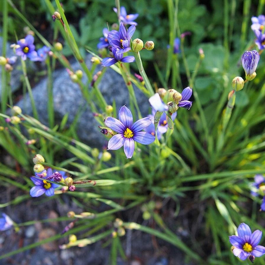 Sisyrinchium angustifolium ~ Blue-Eyed Grass-ServeScape