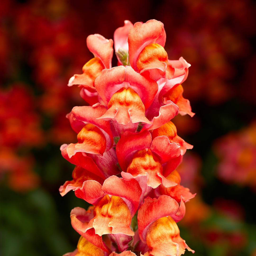 Antirrhinum majus 'Snaptastic Orange Flame' ~ Snaptastic™ Orange Flame Snapdragon-ServeScape