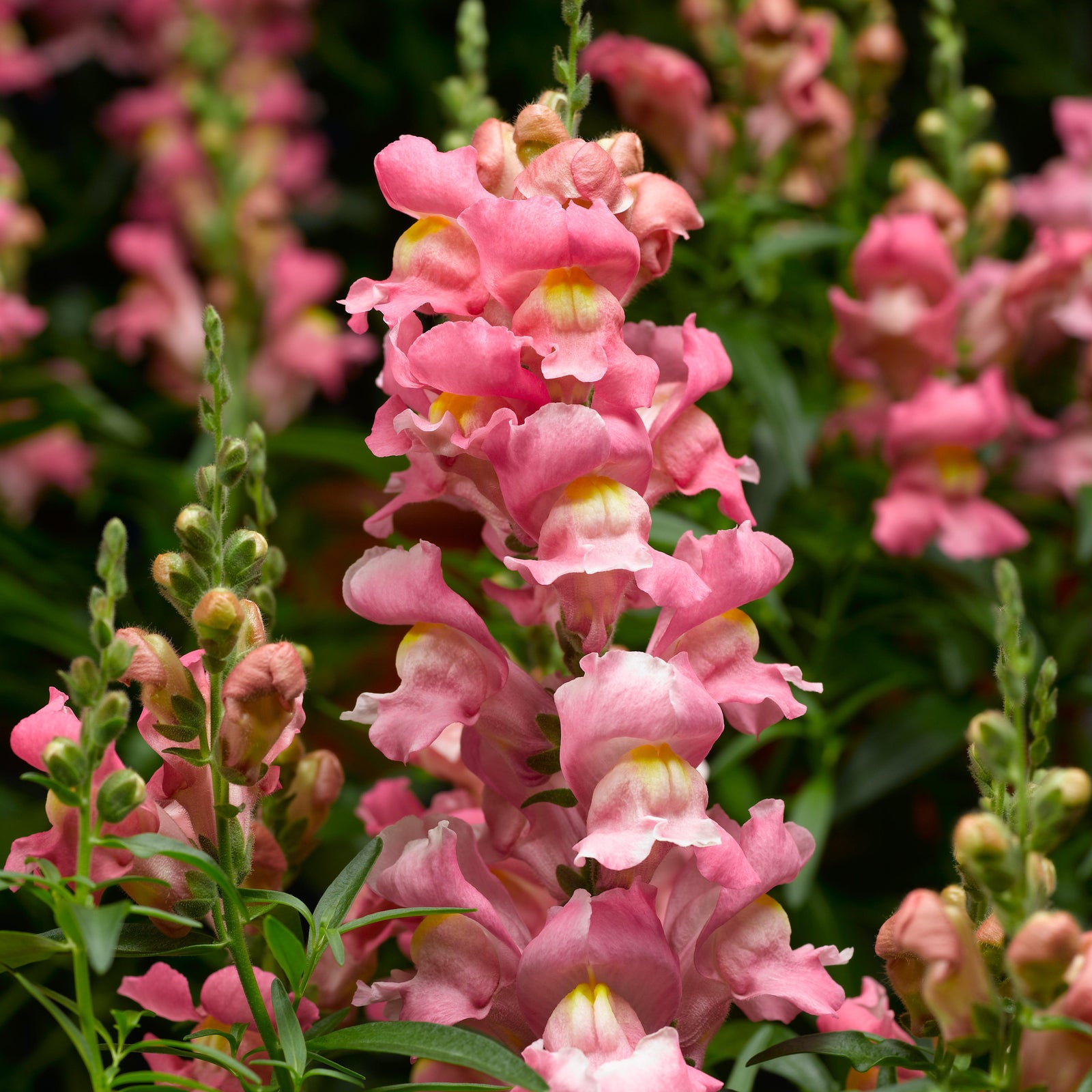 Antirrhinum majus 'Snaptastic Pink' ~ Snaptastic™ Pink Snapdragon-ServeScape