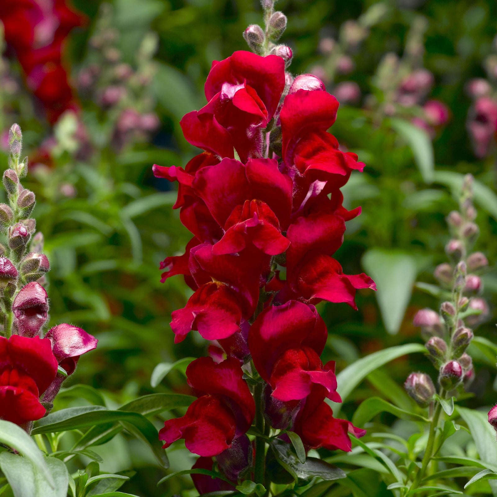 Antirrhinum majus 'Snaptastic Red' ~ Snaptastic™ Red Snapdragon-ServeScape