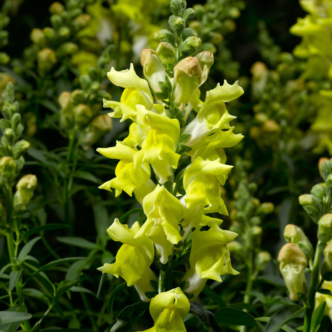 Antirrhinum majus 'Snaptastic Yellow' ~ Snaptastic™ Yellow Snapdragon-ServeScape