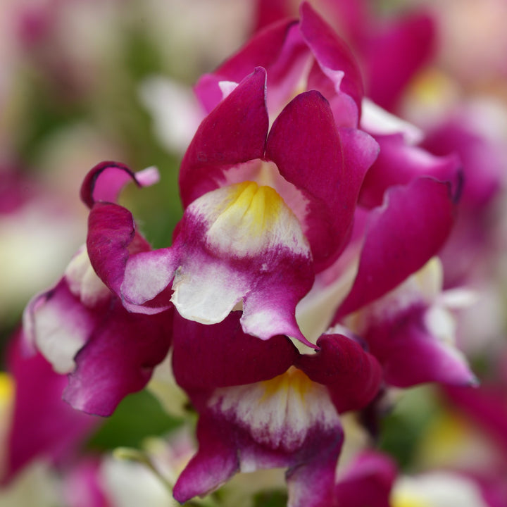Antirrhinum majus 'PAS1192831' ~ Snapshot™ Burgundy Bicolor Snapdragon-ServeScape