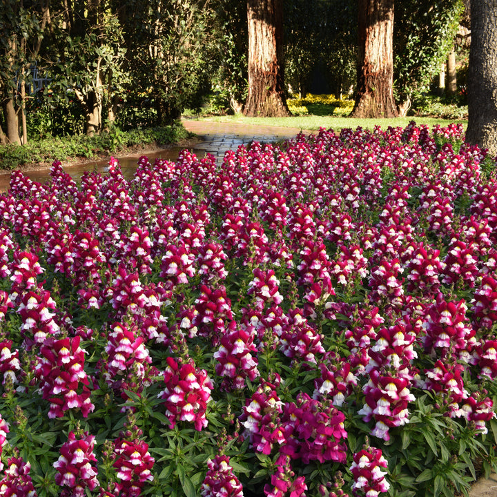 Antirrhinum majus 'PAS1192831' ~ Snapshot™ Burgundy Bicolor Snapdragon-ServeScape