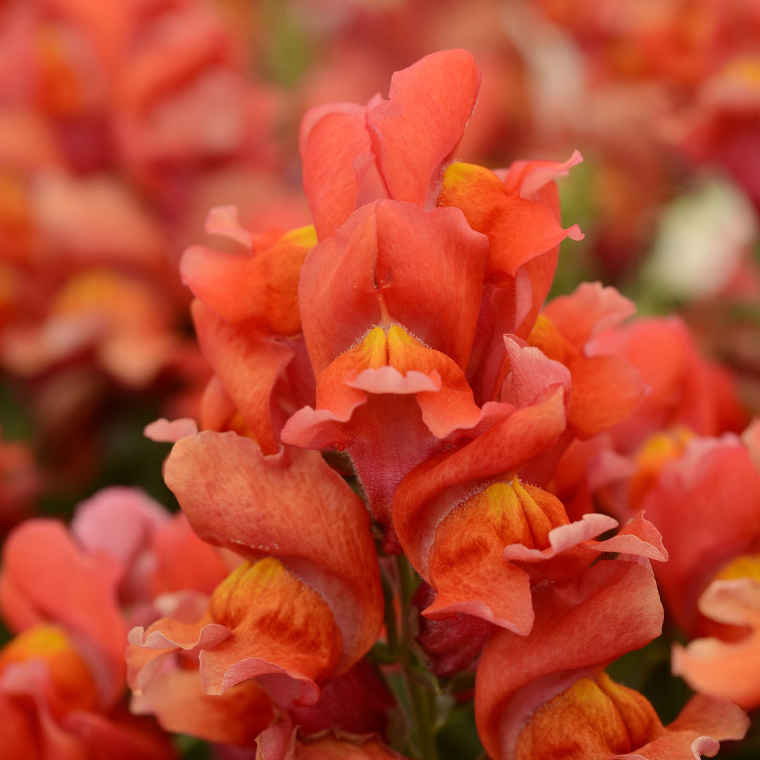 Antirrhinum majus 'PAS409638' ~ Snapshot™ Orange Snapdragon-ServeScape