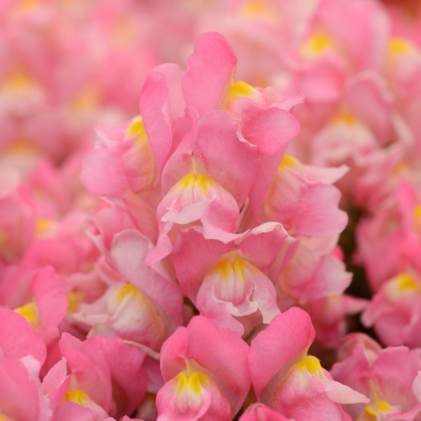 Antirrhinum majus 'PAS409640' ~ Snapshot™ Pink Snapdragon-ServeScape