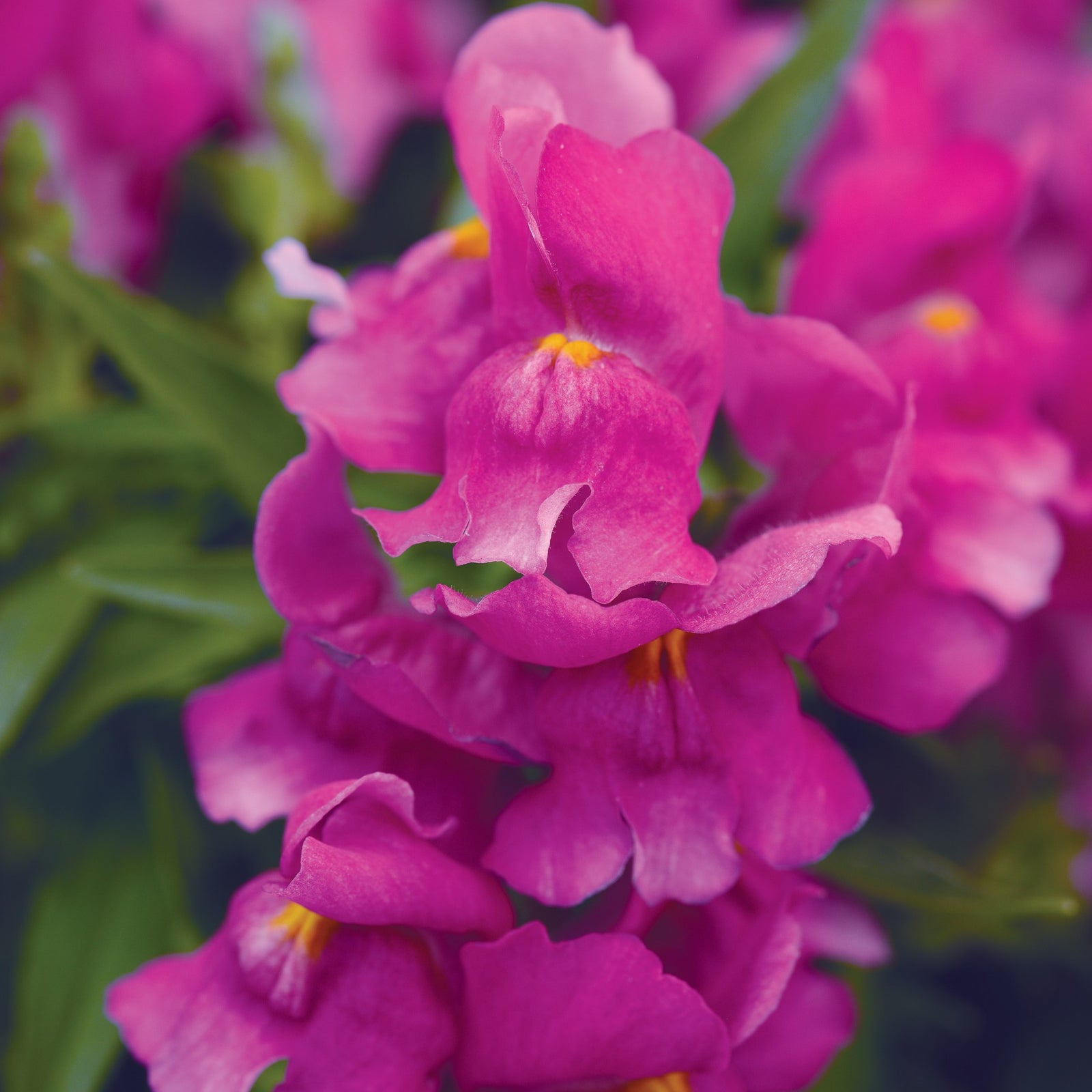 Antirrhinum majus 'PAS409644' ~ Snapshot™ Purple Snapdragon-ServeScape