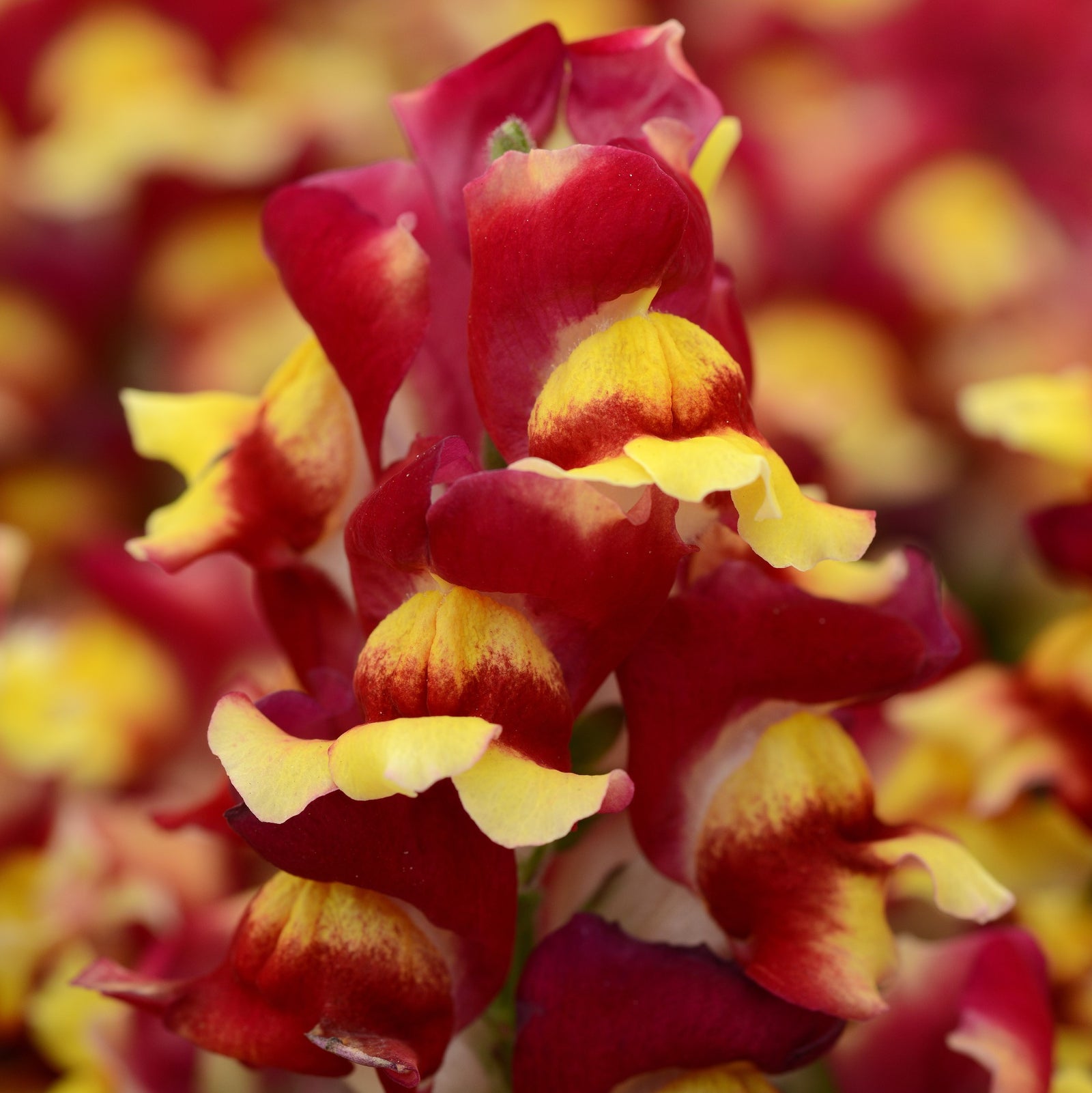 Antirrhinum majus 'PAS425813' ~ Snapshot™ Red Bicolor Snapdragon-ServeScape