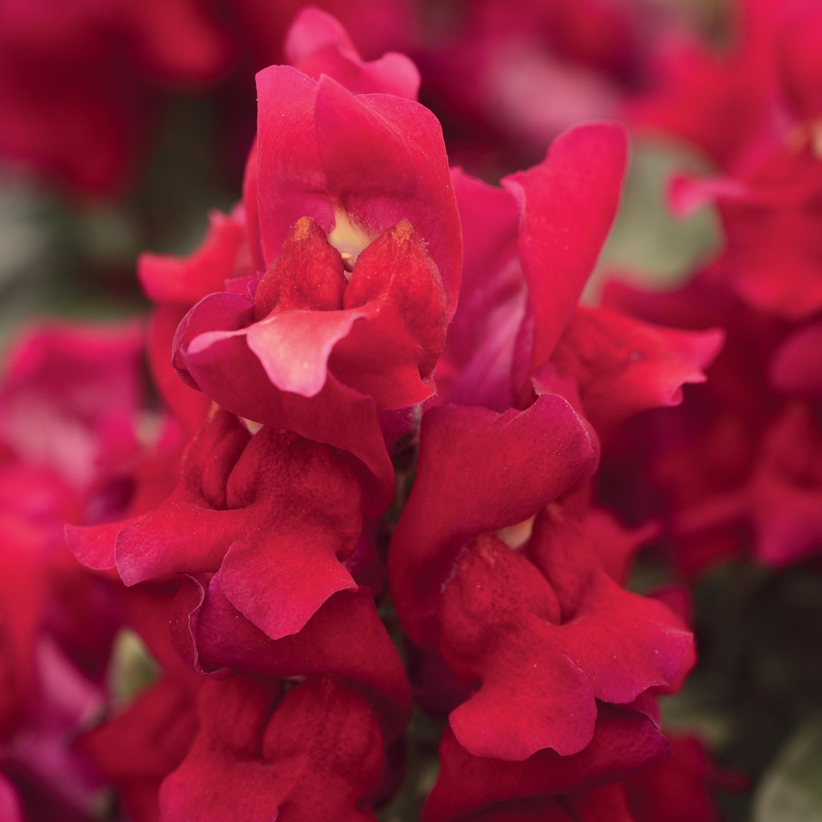 Antirrhinum majus 'Speedy Sonnet Orange Scarlet' ~ Speedy Sonnet Orange Scarlet Snapdragon-ServeScape