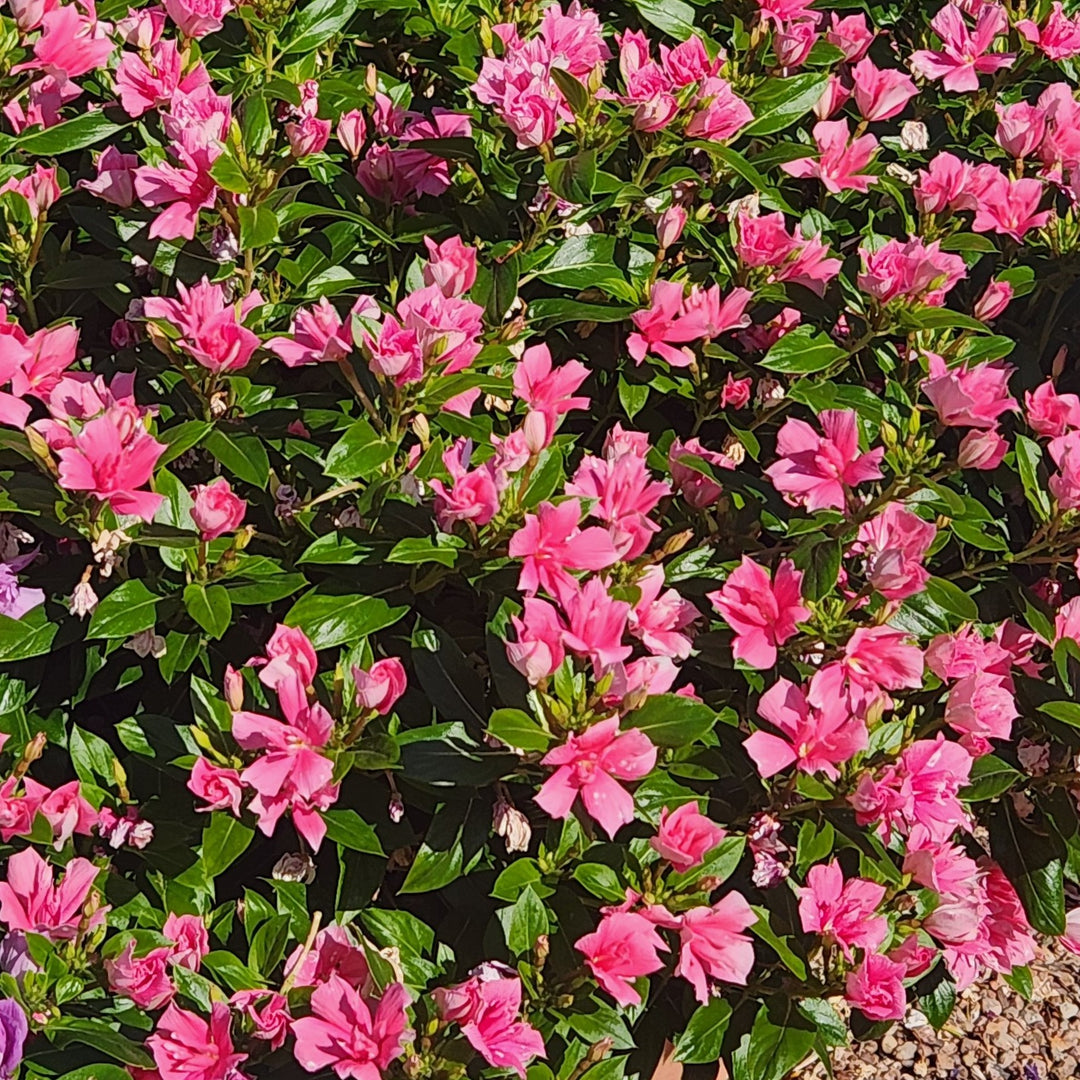 Catharanthus hybrid 'Soiree Double Pink' ~ Soiree® Double Pink Vinca-ServeScape