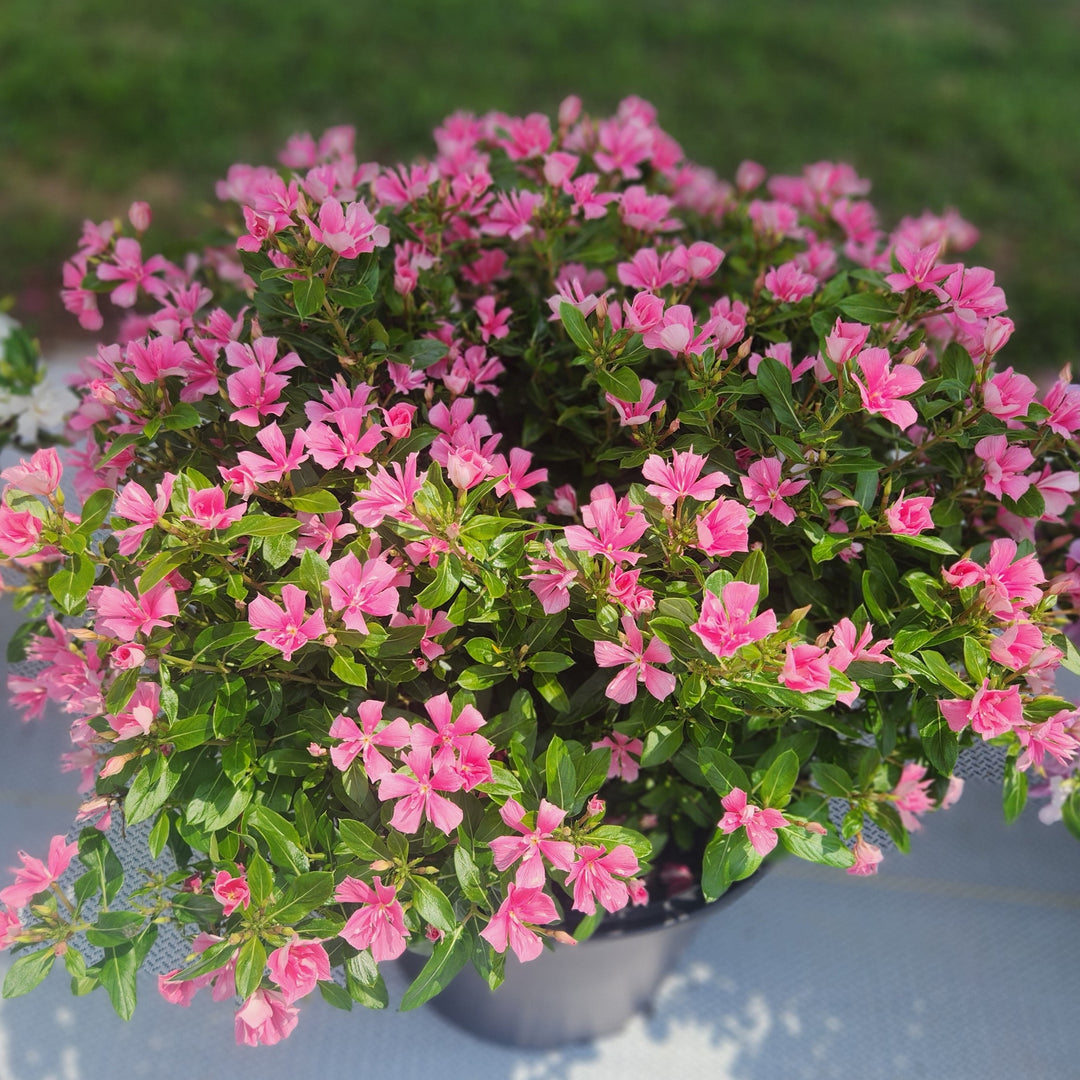 Catharanthus hybrid 'Soiree Double Pink' ~ Soiree® Double Pink Vinca-ServeScape
