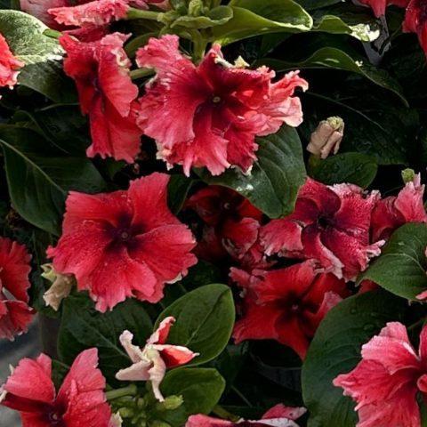 Catharanthus hybrid 'Soiree Flamenco Electric Salmon Eye ~ Soiree® Flamenco Electric Salmon Eye Vinca-ServeScape