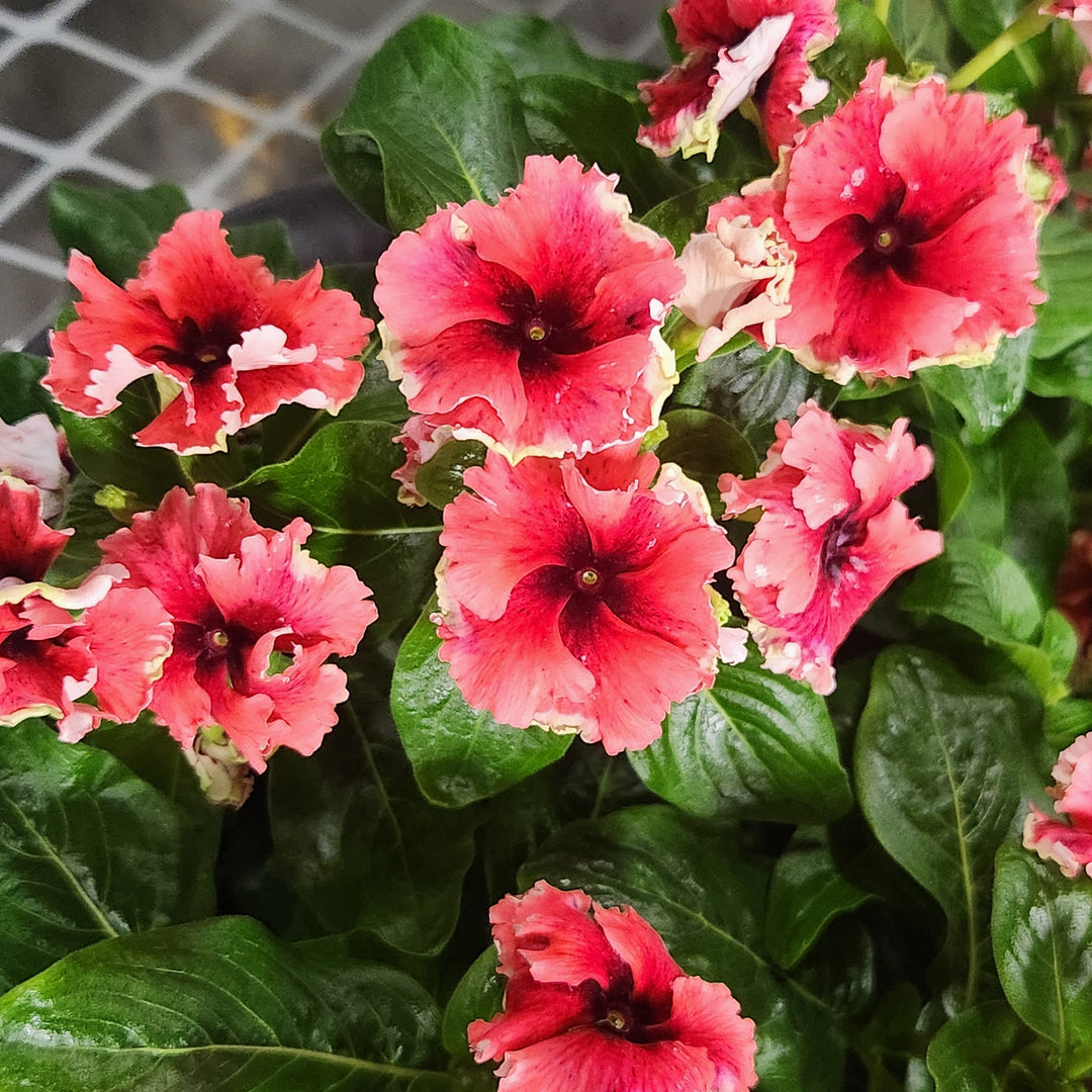 Catharanthus hybrid 'Soiree Flamenco Electric Salmon Eye ~ Soiree® Flamenco Electric Salmon Eye Vinca-ServeScape