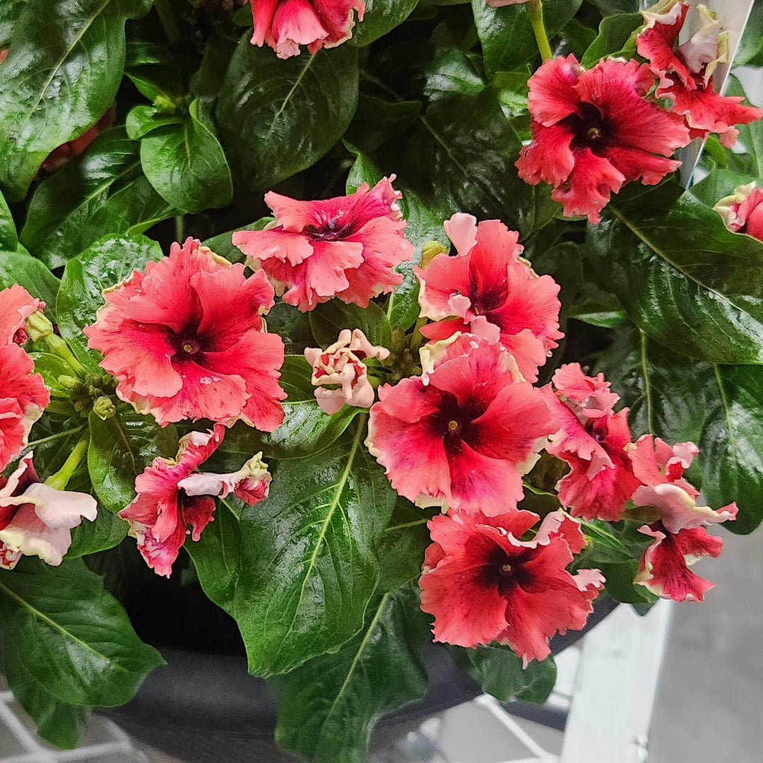 Catharanthus hybrid 'Soiree Flamenco Electric Salmon Eye ~ Soiree® Flamenco Electric Salmon Eye Vinca-ServeScape