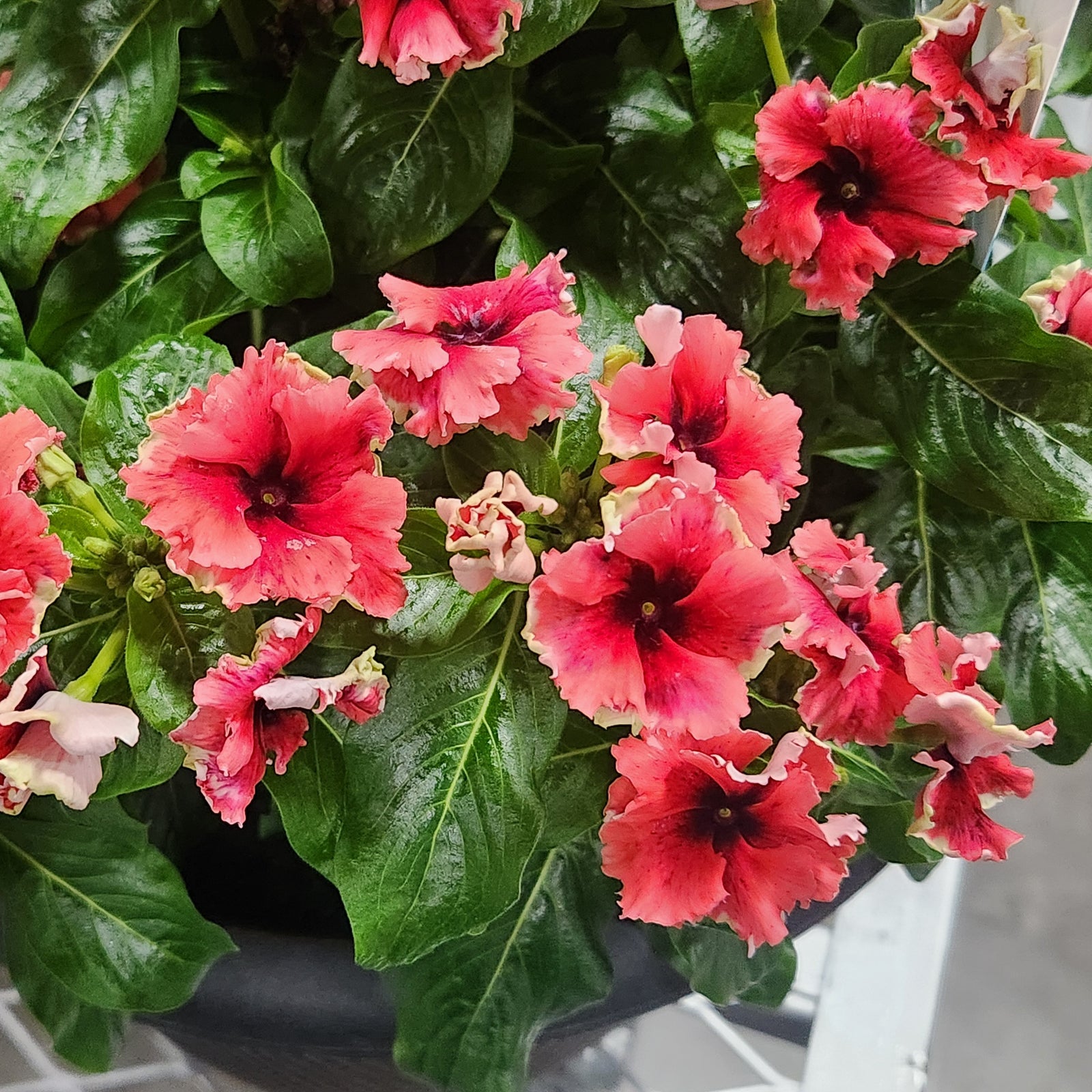 Catharanthus hybrid 'Soiree Flamenco Electric Salmon Eye ~ Soiree® Flamenco Electric Salmon Eye Vinca-ServeScape