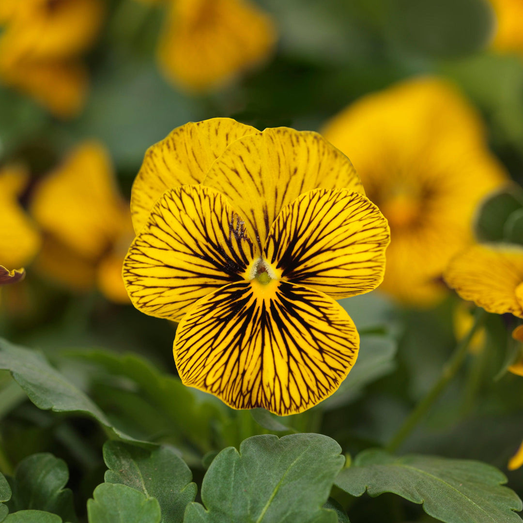 Viola cornuta 'PAS1443790' ~ Sorbet™ Tiger Eye Viola-ServeScape