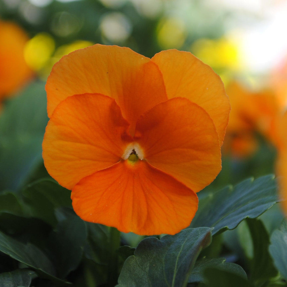Viola cornuta 'PAS1171798' ~ Sorbet™ XP Deep Orange Viola-ServeScape
