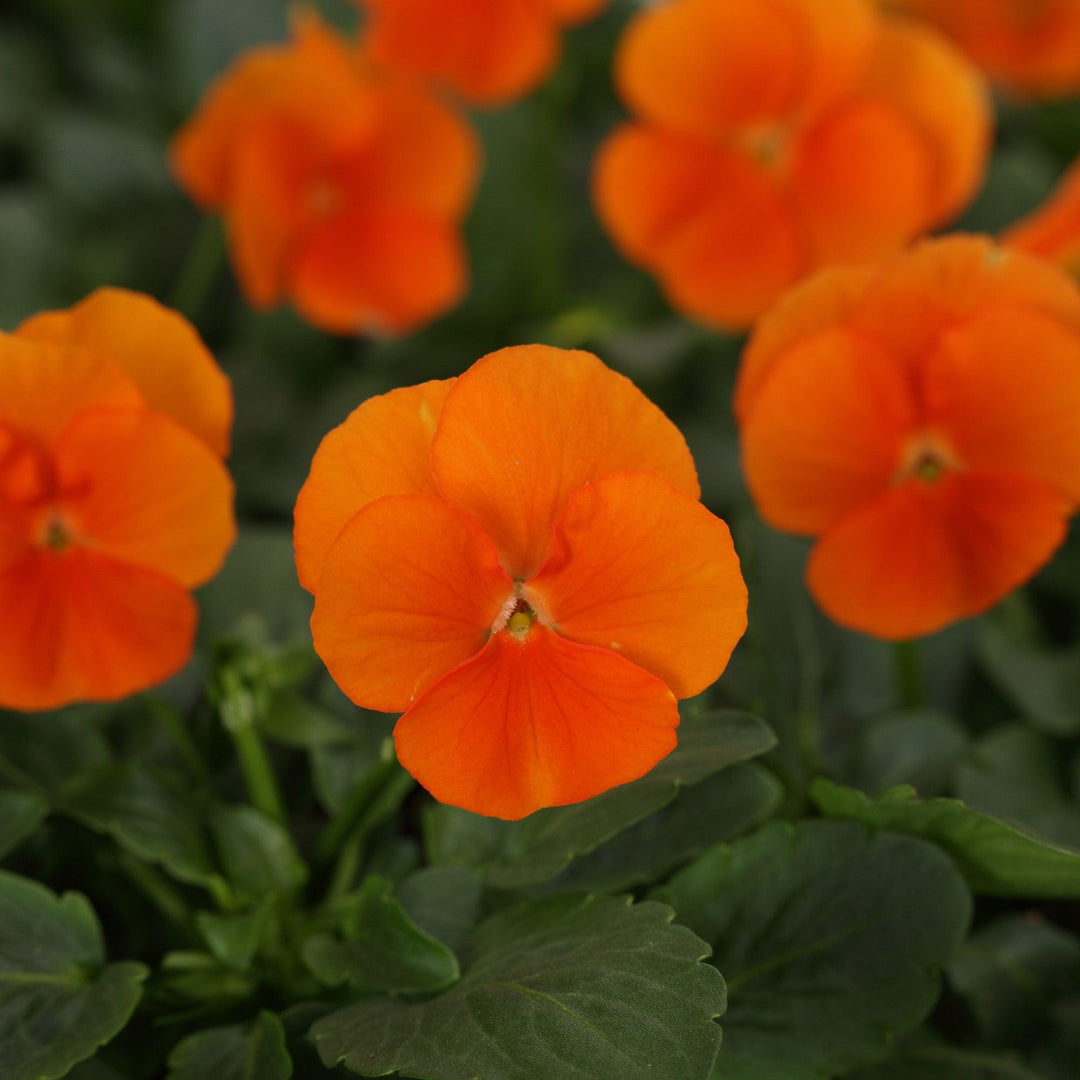 Viola cornuta 'PAS1171798' ~ Sorbet™ XP Deep Orange Viola-ServeScape