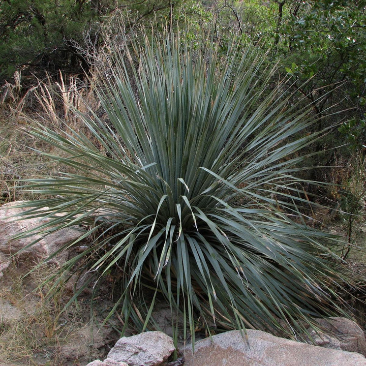 Dasylirion wheeleri ~ Monrovia® Silver Desert Spoon-ServeScape