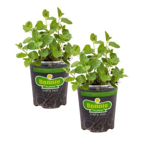 Assorted Herbs ~ Cool Season Herbs (4.5" pot)