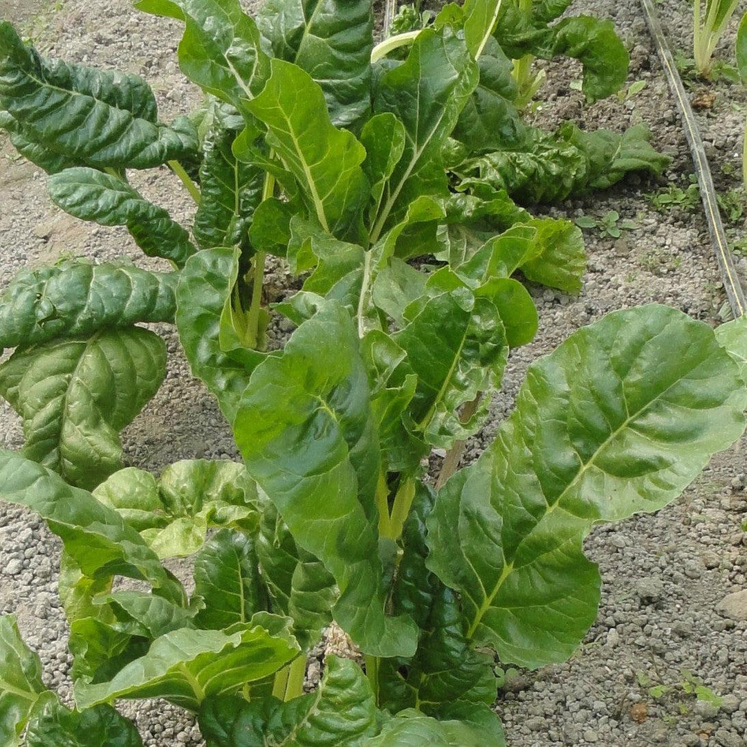 Spinacia oleracea ~ Spinach-ServeScape