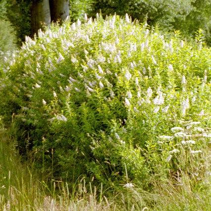 Spiraea alba ~ Meadowsweet-ServeScape