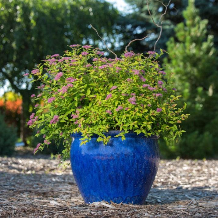 Spiraea japonica 'Minspil04' PP30,819 ~ First Editions® Little Spark® Spirea-ServeScape