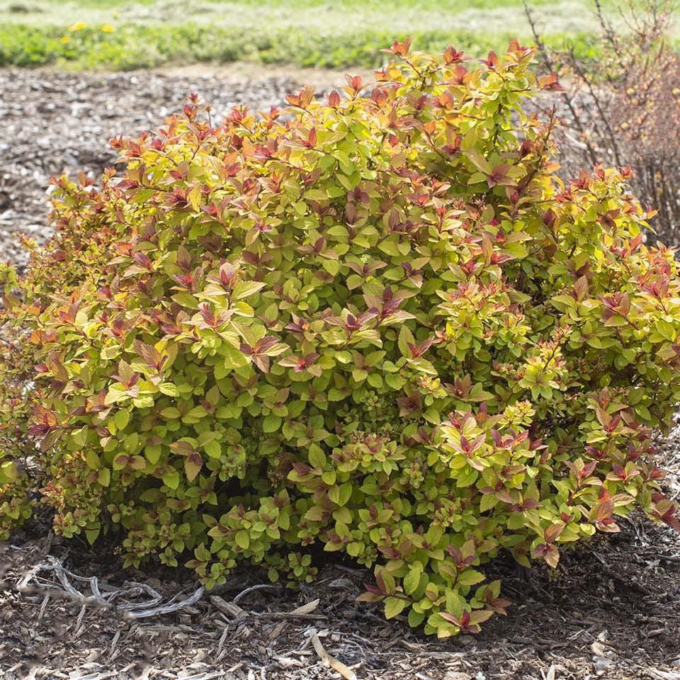 Spiraea japonica 'DAVCOP01' PP 31,996 ~ Empire® Northern Lights™ Spiraea-ServeScape