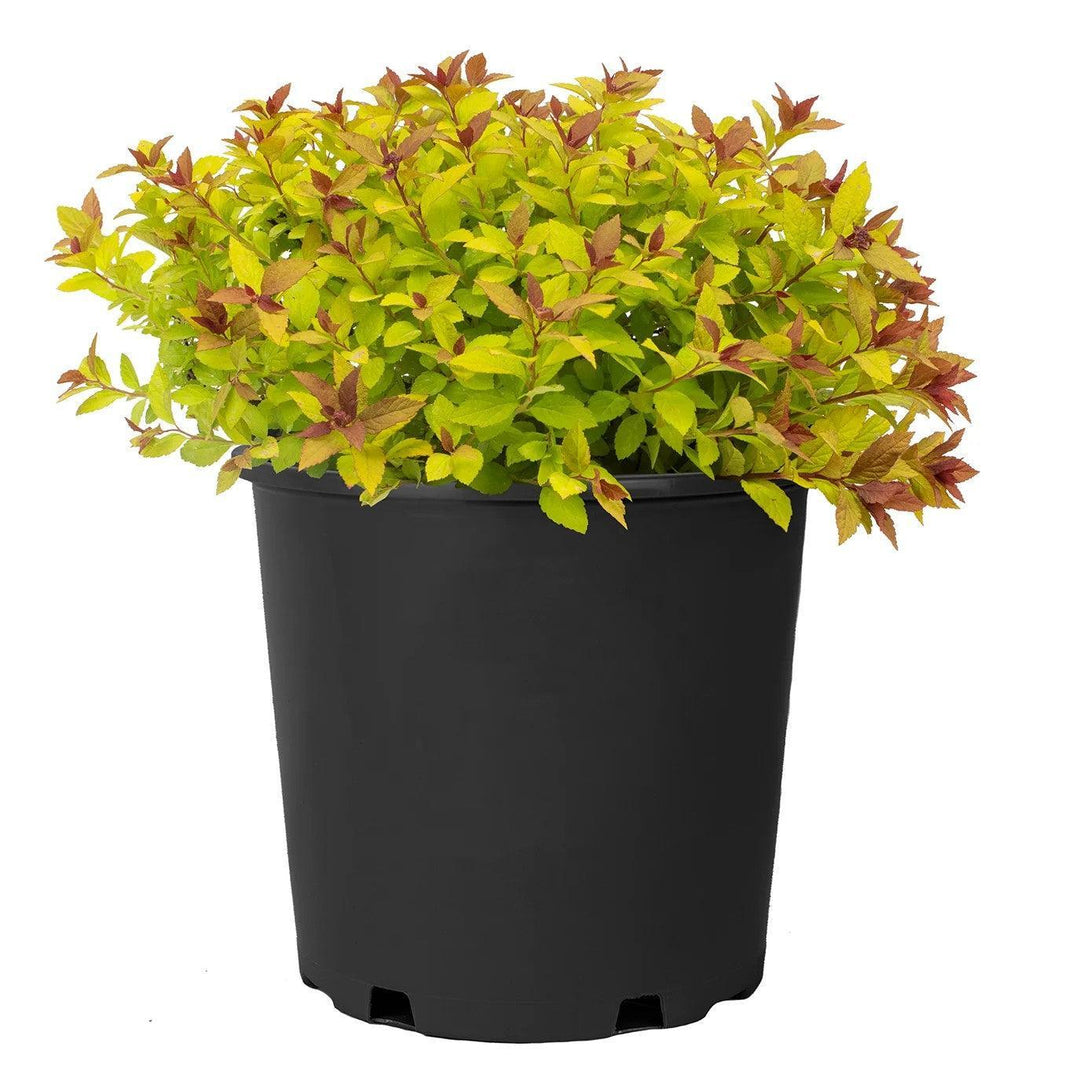 Spiraea japonica 'DAVCOP01' PP 31,996 ~ Empire® Northern Lights™ Spiraea-ServeScape