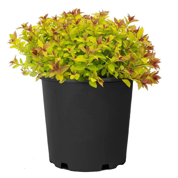 Spiraea japonica 'DAVCOP01' PP 31,996 ~ Empire® Northern Lights™ Spiraea-ServeScape