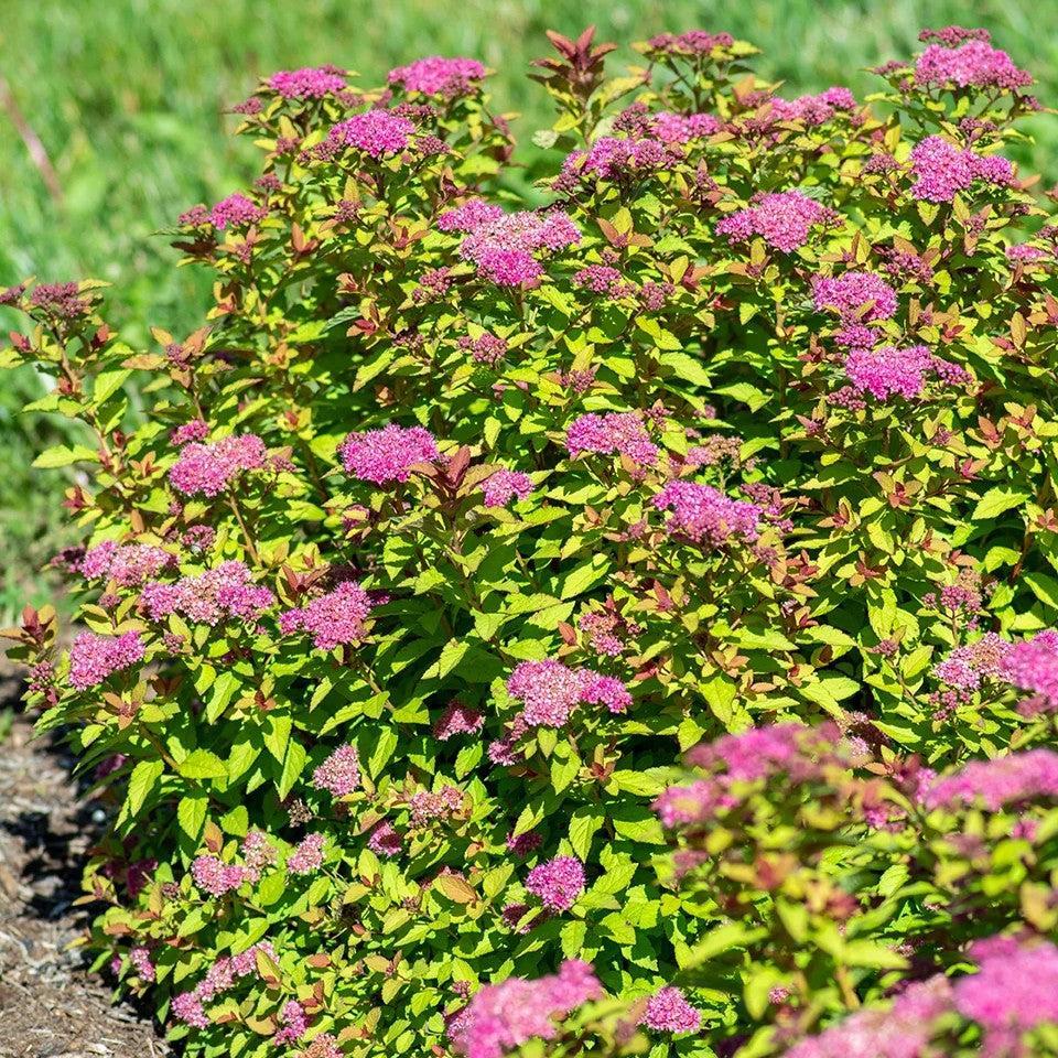 Spiraea japonica 'DAVCOP01' PP 31,996 ~ Empire® Northern Lights™ Spiraea-ServeScape
