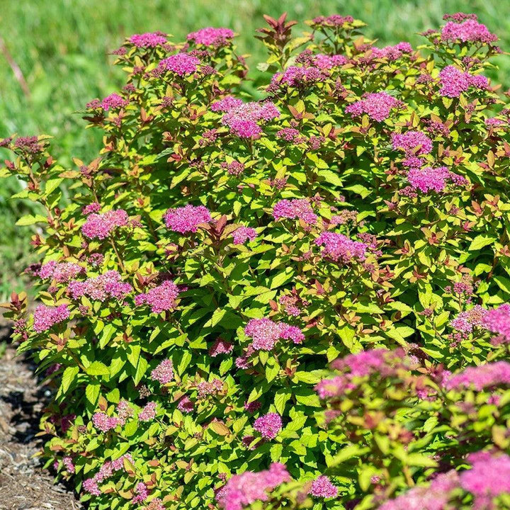 Spiraea japonica 'DAVCOP01' PP 31,996 ~ Empire® Northern Lights™ Spiraea-ServeScape
