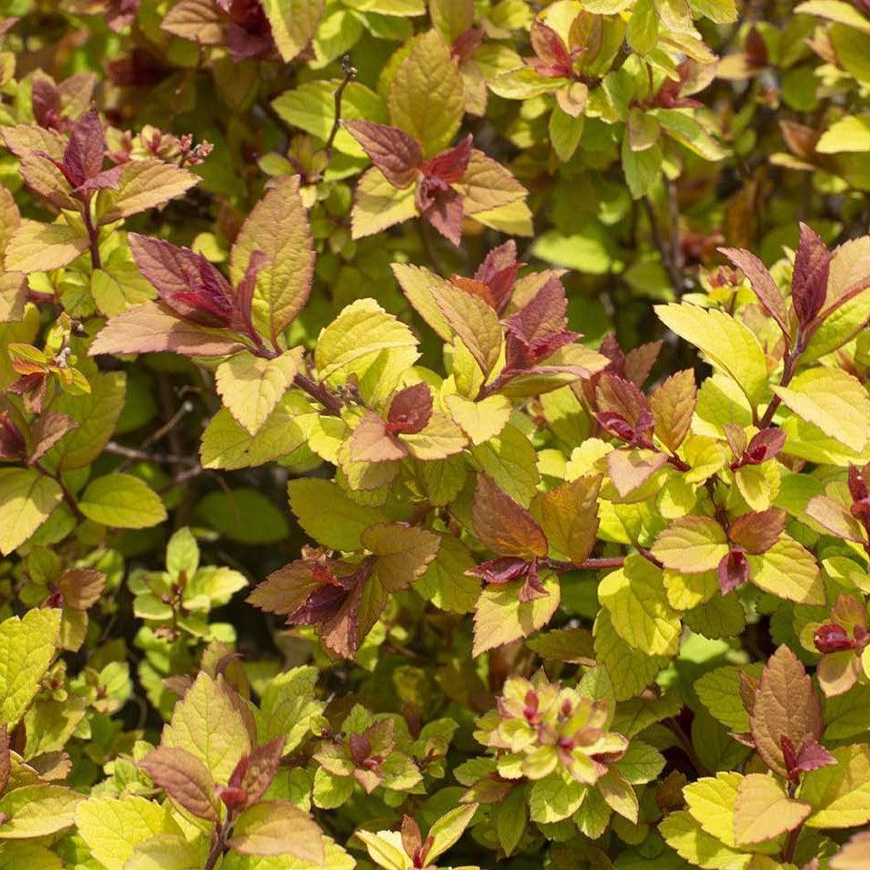 Spiraea japonica 'DAVCOP01' PP 31,996 ~ Empire® Northern Lights™ Spiraea-ServeScape