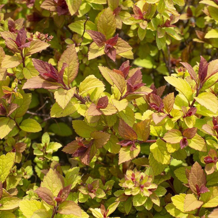 Spiraea japonica 'DAVCOP01' PP 31,996 ~ Empire® Northern Lights™ Spiraea-ServeScape