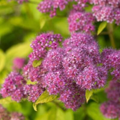 Spiraea japonica 'Minspil04' PP30,819 ~ First Editions® Little Spark® Spirea-ServeScape