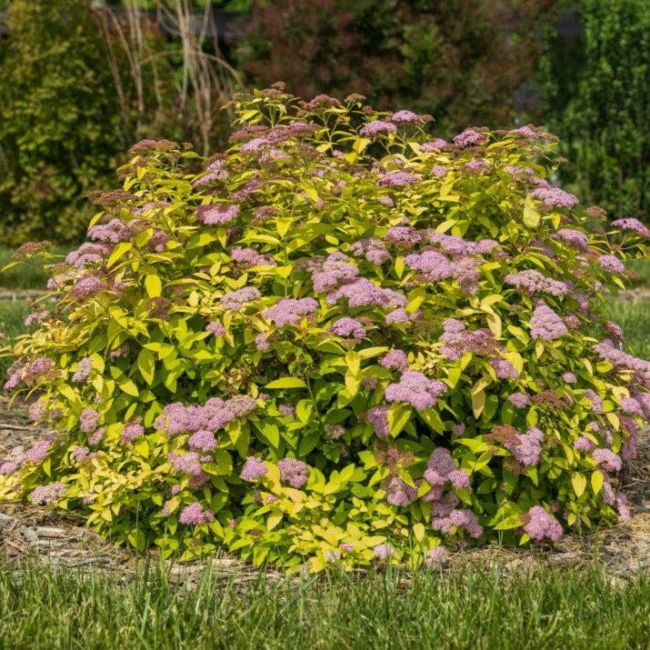 Spiraea japonica 'Minspil04' PP30,819 ~ First Editions® Little Spark® Spirea-ServeScape