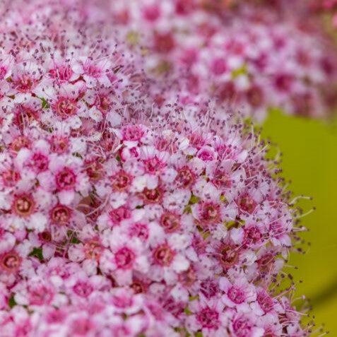 Spiraea japonica 'Minspil04' PP30,819 ~ First Editions® Little Spark® Spirea-ServeScape