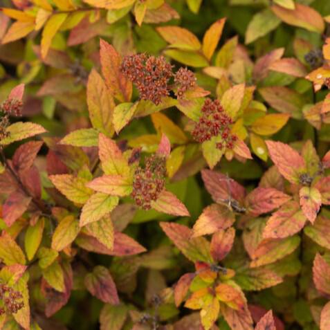 Spiraea japonica 'Minspil04' PP30,819 ~ First Editions® Little Spark® Spirea-ServeScape