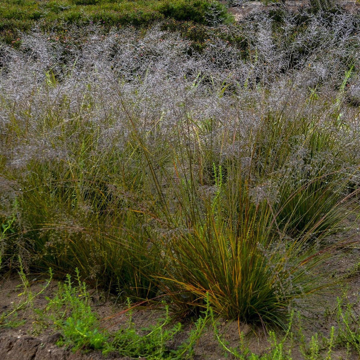 Sporobolus heterolepis 'Gone With The Wind' ~ Gone With The Wind Prairie Dropseed-ServeScape