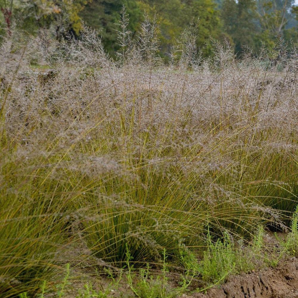 Sporobolus heterolepis 'Gone With The Wind' ~ Gone With The Wind Prairie Dropseed-ServeScape