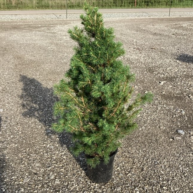 Picea glauca 'Conica' ~ Dwarf Alberta Spruce-ServeScape