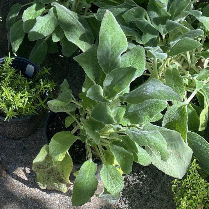 Stachys byzantina 'Big Ears' ~ Giant Lamb's Ear-ServeScape
