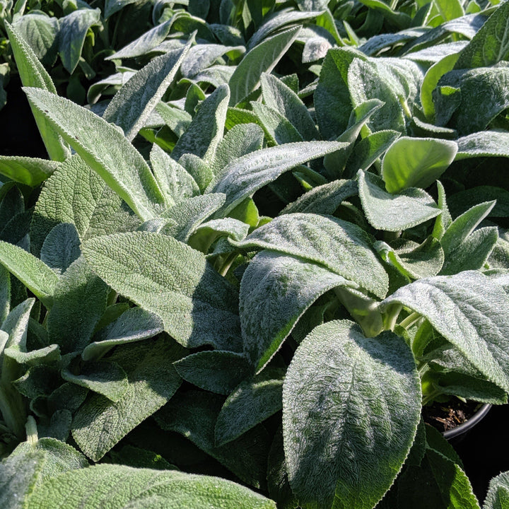 Stachys byzantina 'Big Ears' ~ Giant Lamb's Ear-ServeScape