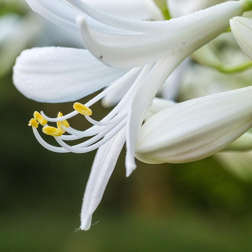 Agapanthus 'Heaven White' ~ Heaven White Agapanthus-ServeScape