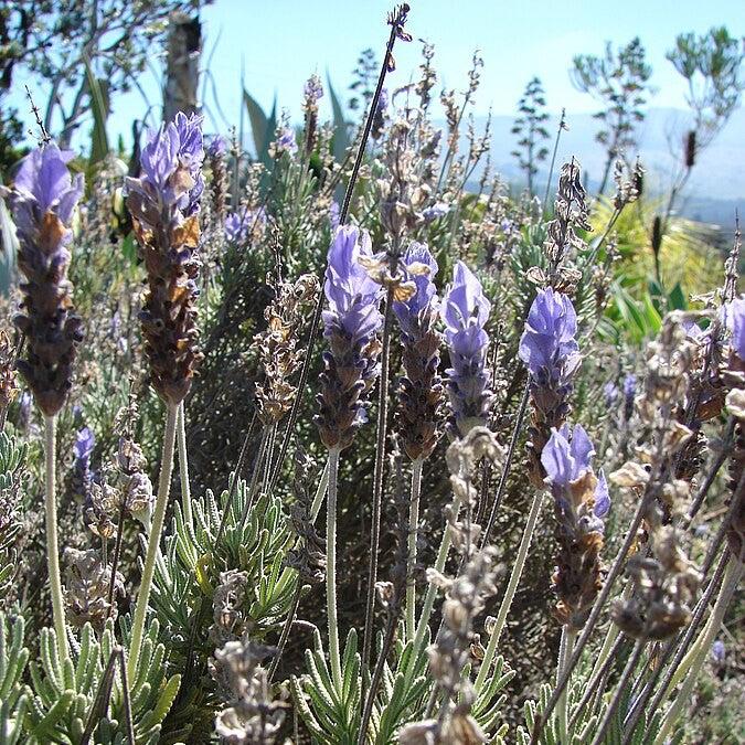 Lavandula dentata ~ French Lavender, Fringed Lavender-ServeScape