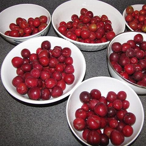 Prunus salicina x cerasifera 'Morris' ~ Morris Plum-ServeScape
