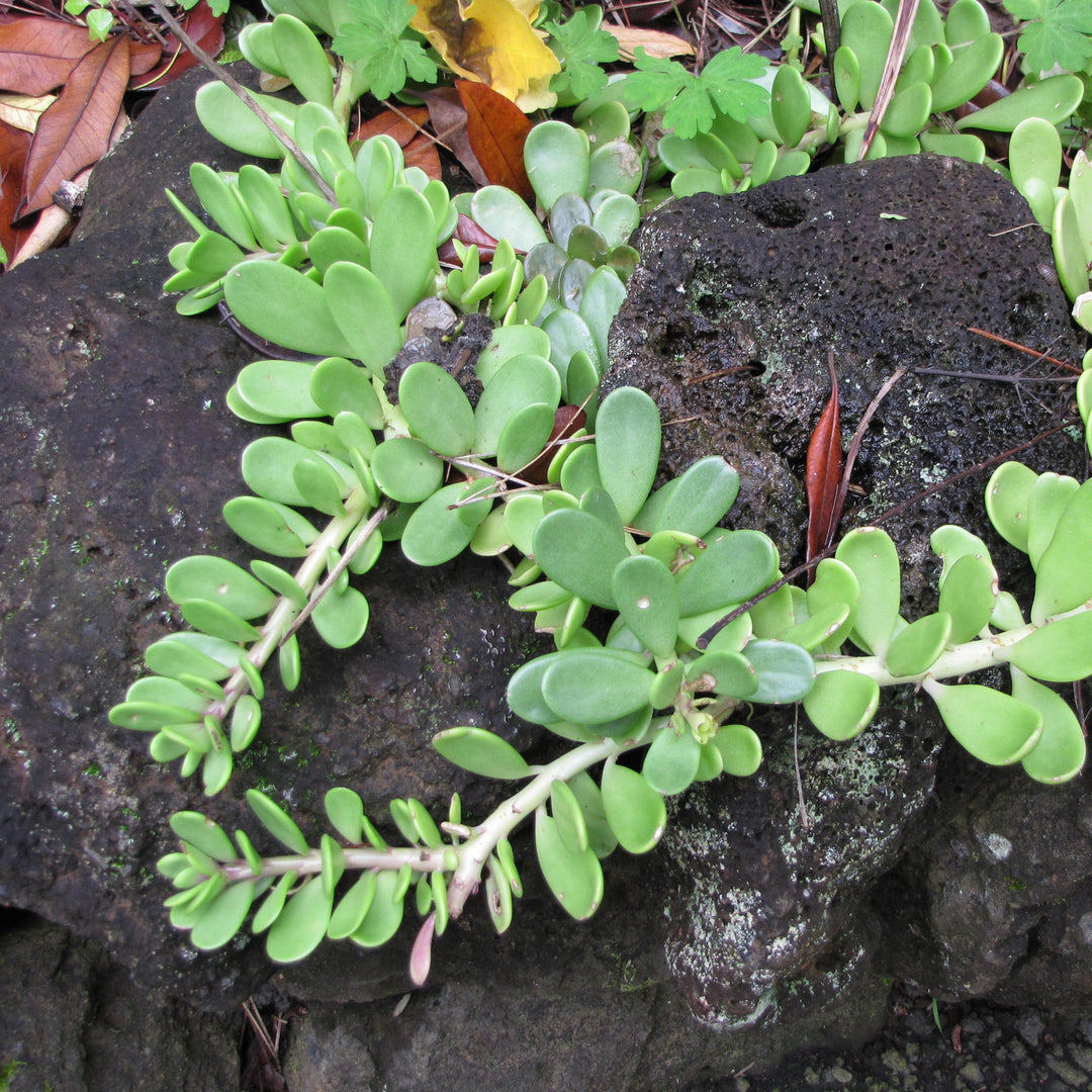 Senecio Jacobsenii ~ Trailing Jade-ServeScape